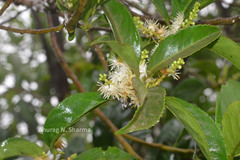 Symplocos cochinchinensis subsp. laurina